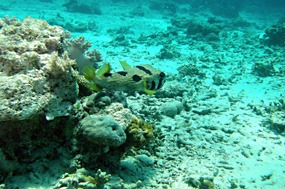 bali-menjangan-snorkelen-18