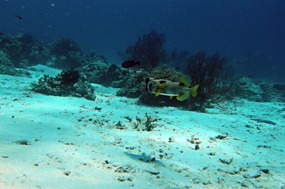 bali-menjangan-snorkelen-19