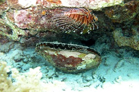 bali-menjangan-snorkelen-20