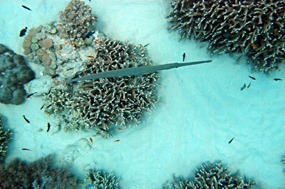 bali-menjangan-snorkelen-21