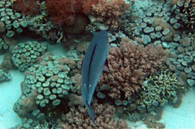 bali-menjangan-snorkelen-22