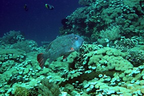 bali-menjangan-snorkelen-23