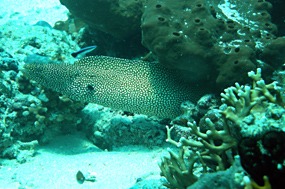 bali-menjangan-snorkelen-murene-02