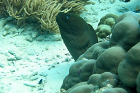 bali-menjangan-snorkelen-murene-03