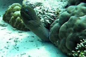 bali-menjangan-snorkelen-murene-04