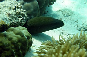 bali-menjangan-snorkelen-murene-05