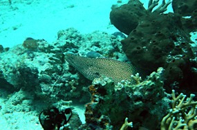 bali-menjangan-snorkelen-murene