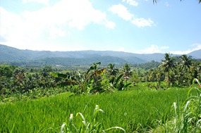 bali-rijstvelden-01