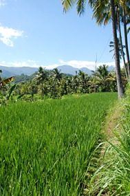 bali-rijstvelden-05