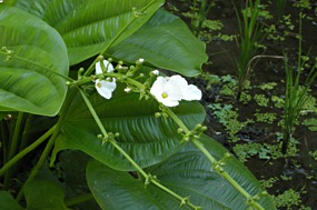 bali-sanur-hotel-mercure-sanur-08