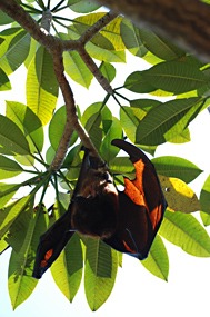 bali-sanur-warung-art-cafe-vleermuis-rasta-01