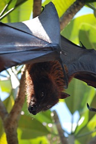 bali-sanur-warung-art-cafe-vleermuis-rasta-03