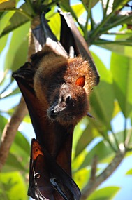 bali-sanur-warung-art-cafe-vleermuis-rasta-04