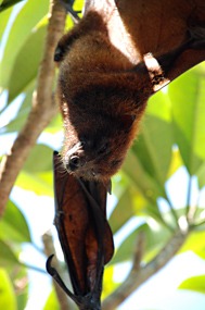 bali-sanur-warung-art-cafe-vleermuis-rasta-05