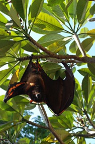 bali-sanur-warung-art-cafe-vleermuis-rasta-06