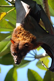 bali-sanur-warung-art-cafe-vleermuis-rasta-07