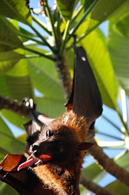 bali-sanur-warung-art-cafe-vleermuis-rasta-08