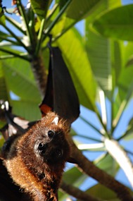 bali-sanur-warung-art-cafe-vleermuis-rasta-09