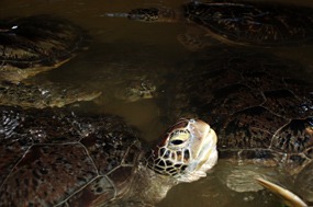 bali-schildpadeiland