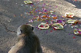 bali-uluwatu-bloemoffer-makaak