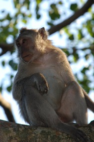 bali-uluwatu-makaak-01