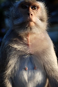 bali-uluwatu-makaak-02