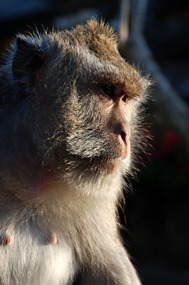 bali-uluwatu-makaak-03