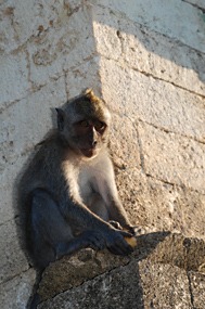 bali-uluwatu-makaak-04