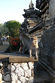 bali-uluwatu-makaak-05