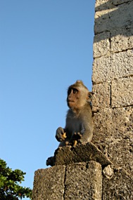 bali-uluwatu-makaak-06