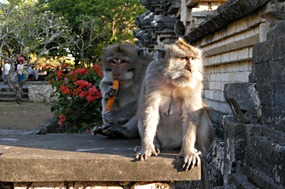 bali-uluwatu-makaak-07