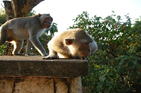 bali-uluwatu-makaak-08