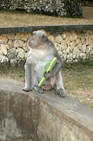 bali-uluwatu-makaak-09