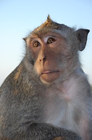 bali-uluwatu-makaak-10