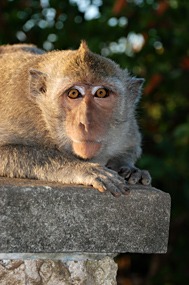 bali-uluwatu-makaak-11