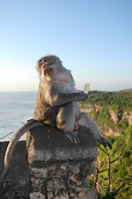 bali-uluwatu-makaak-12