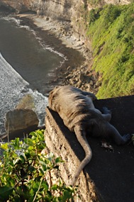 bali-uluwatu-makaak-13