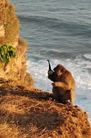 bali-uluwatu-makaak-14