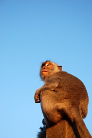 bali-uluwatu-makaak-15