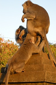 bali-uluwatu-makaak-16