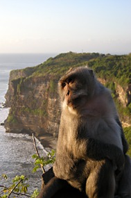 bali-uluwatu-makaak-17