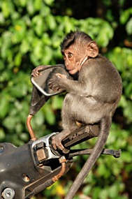 bali-uluwatutempel-aapje-01