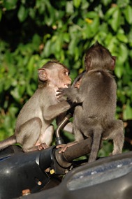 bali-uluwatutempel-aapje-03