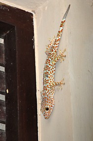 flores-luipaardgekko-01