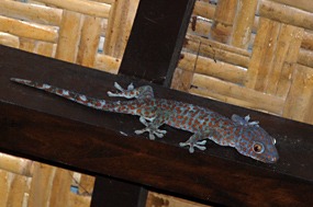 flores-luipaardgekko