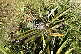 flores-manggarai-ananas