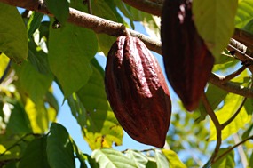 flores-manggarai-cacao
