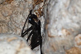 flores-mirror-cave-spin-01