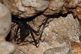 flores-mirror-cave-spin-02