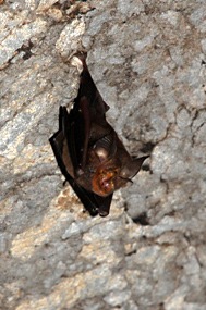 flores-mirror-cave-vleermuis-01